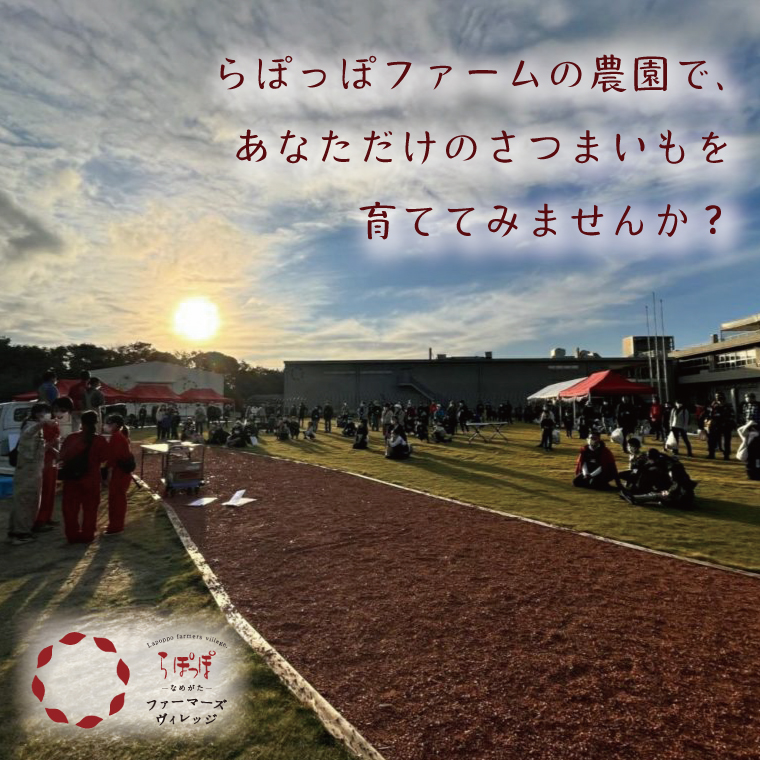 【早割B2プラン】2026年度おいも株オーナー制度 1口｜さつまいも 芋 サツマイモ お芋 おいも株 株 オーナー いばらきゴールド 安納芋 らぽっぽファーム 体験 農園 茨城県 行方市(CQ-27-1)