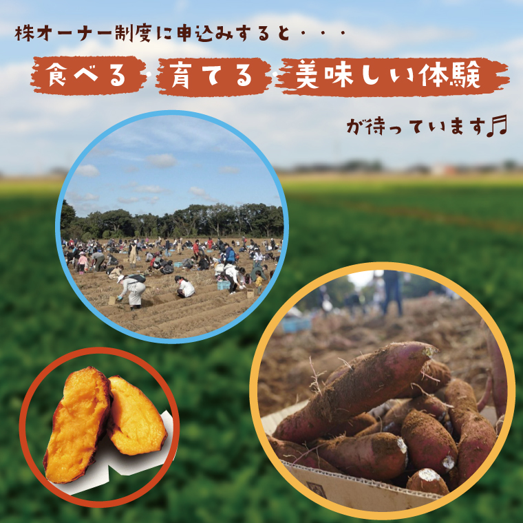 【早割C1プラン】2026年度おいも株オーナー制度 1口｜さつまいも 芋 サツマイモ お芋 おいも株 株 オーナー いばらきゴールド 野菜 野菜セット 定期便 らぽっぽファーム 体験 農園 茨城県 行方市(CQ-10-1)