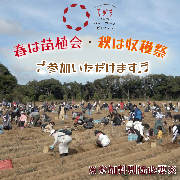 【早割C1プラン】2026年度おいも株オーナー制度 1口｜さつまいも 芋 サツマイモ お芋 おいも株 株 オーナー いばらきゴールド 野菜 野菜セット 定期便 らぽっぽファーム 体験 農園 茨城県 行方市(CQ-10-1)