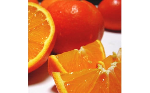 【先行予約】【春の美味】【農家直送】爽快カンキツ　セミノールオレンジ（ご家庭用）約10kg ｜ 柑橘 フルーツ 果物 くだもの 食品 人気 おすすめ 選べる 国産 美浜町