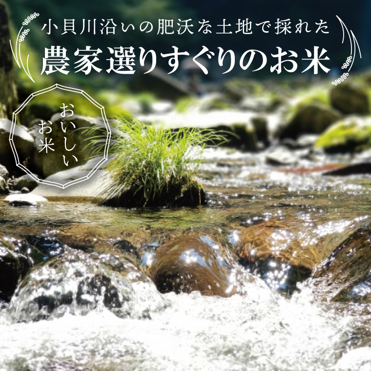 【数量限定】R6年産取手市産コシヒカリ 無洗米5kg|お米 米 こしひかり コシヒカリ 白米 茨城県 取手市（BS009）