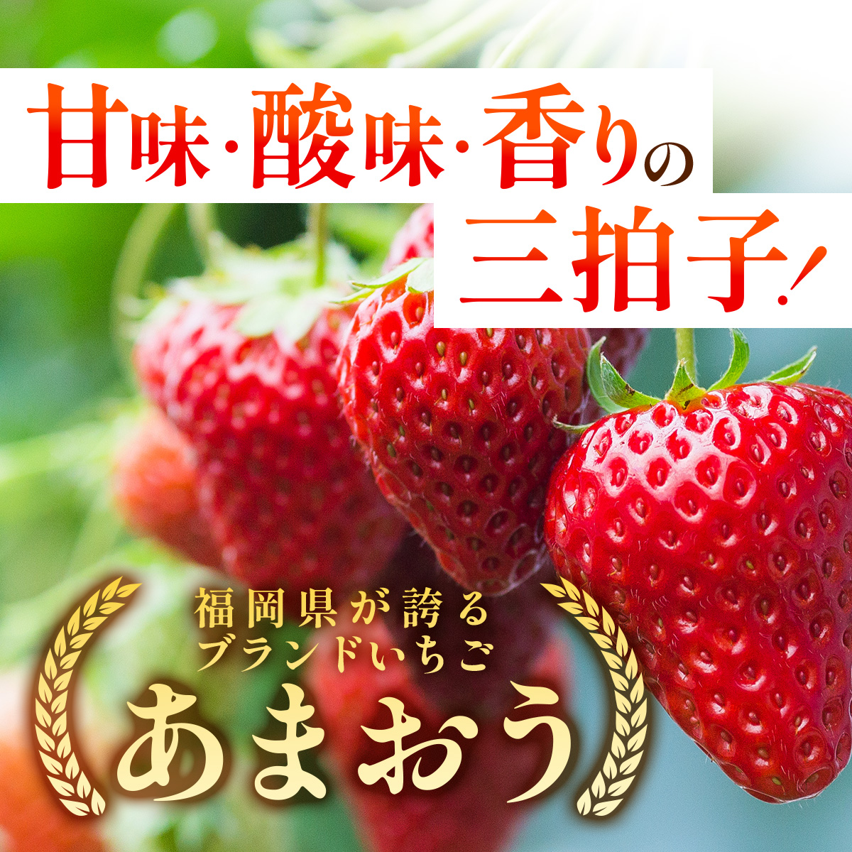 福岡県篠栗町のふるさと納税 【3月発送】福岡県産あまおう約250g×4パック