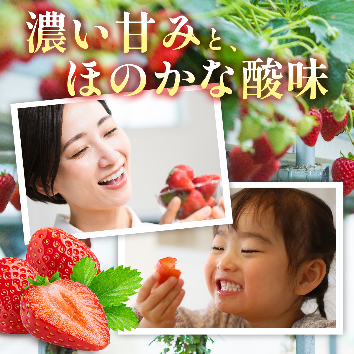 福岡県篠栗町のふるさと納税 【3月発送】福岡県産あまおう約250g×4パック