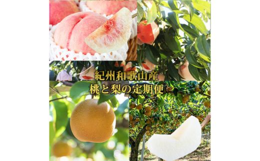 �y�a�̎R�����l���z�S2�� �t���[�c����ցi��3�� 8���A��3�� 9�������j �b �a�̎R���Y ���� �i�V �{ �ʕ�