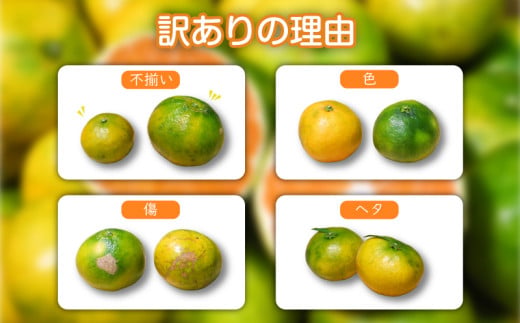 訳あり 温州みかん 約4kg 早生 南知多町産 みかん 蜜柑 柑橘 果物 フルーツ デザート アレンジ 人気 おすすめ 愛知県 南知多町