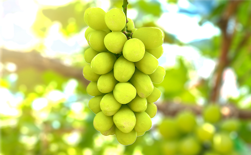 【限定200個】【2026年先行予約】 ぶどう 岡山県産 超希少品種 ほほえみ 1房(約650g) 《2026年8月下旬-9月中旬頃出荷》 葡萄 ブドウ フルーツ 果物 スイーツ 数量限定 期間限定 岡山 里庄町