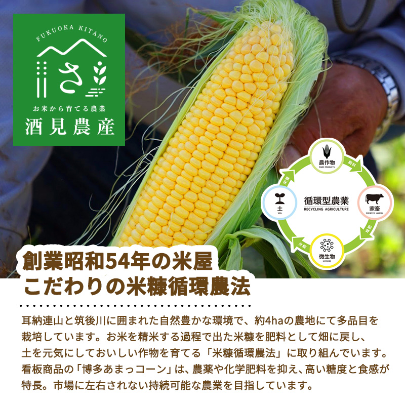 【来年度受付予約：2026年6月より発送】とうもろこし 農家直送！SDGs米糠堆肥で作った環境に優しいメロンより甘い 博多あまっコーン 4.5キロ以上 (10～15本) /酒見農産/トウモロコシ ※配送不可：離島