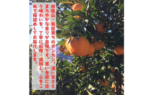 【特選】濃厚 ポンカン 2kg ｜ みかん 蜜柑 柑橘 果物 フルーツ くだもの 果実 国産 和歌山県 晩柑