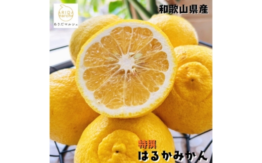 ya̎RlzyIz͂邩 2kg b  k ʕ t[c  ʎ Y a̎R