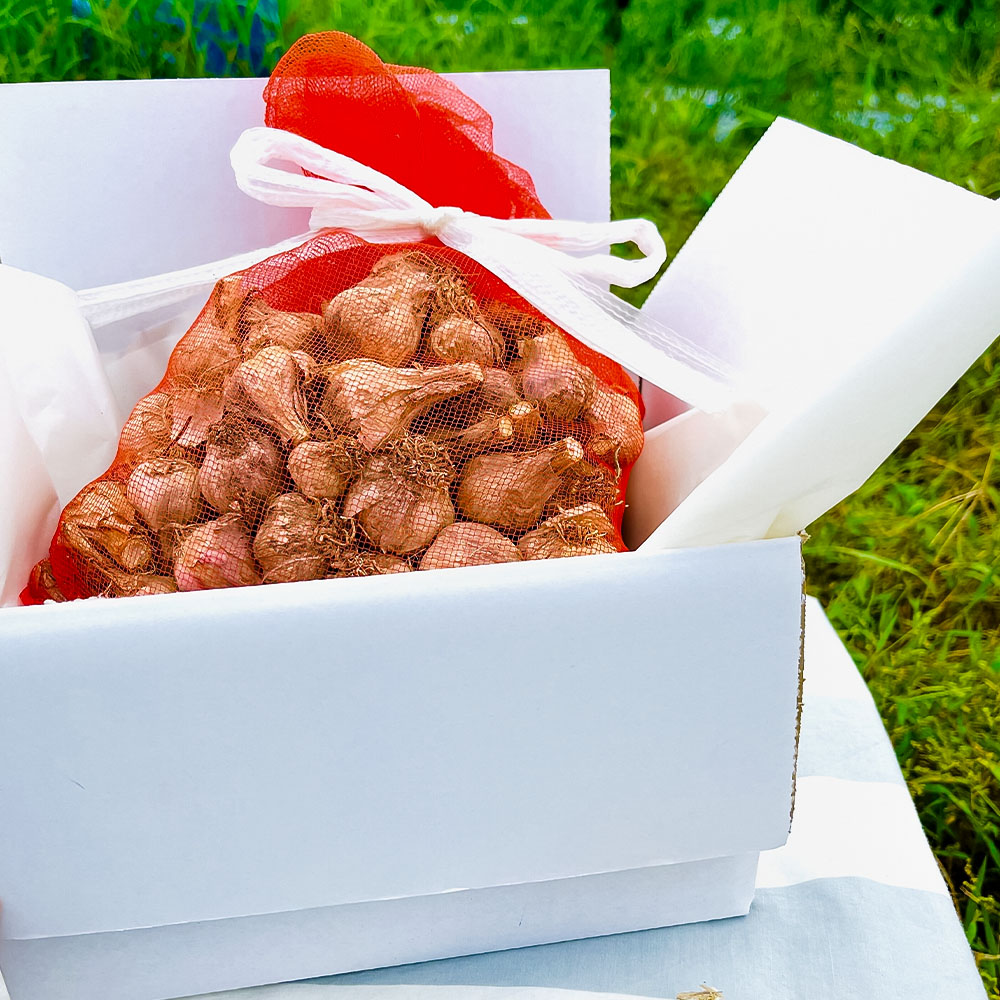 訳あり にんにく 約1.5kg 乾燥 ニンニク にんにく 訳アリ わけアリ 不揃い 型崩れ 自然乾燥 大量 大容量 常温 配送 数量限定 高知県産