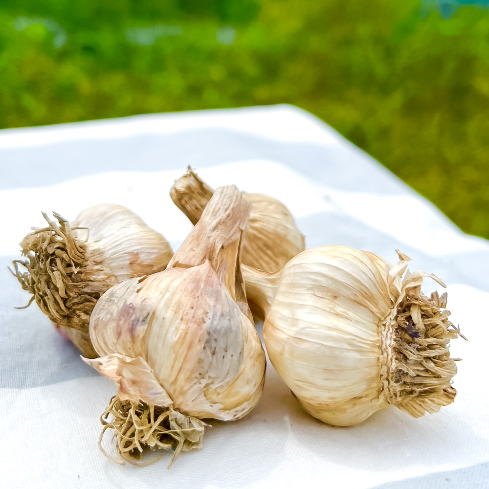 訳あり にんにく 約1.5kg 乾燥 ニンニク にんにく 訳アリ わけアリ 不揃い 型崩れ 自然乾燥 大量 大容量 常温 配送 数量限定 高知県産