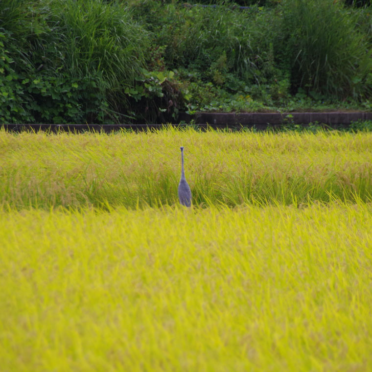 【令和7年産新米】コシヒカリ　2kg【新米 安心 美味しい お米 おにぎり 茨城県 北茨城市】(BD101)