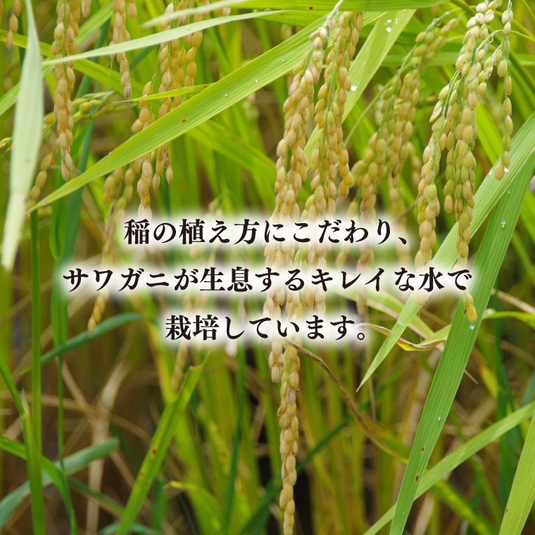 【令和7年産新米】コシヒカリ　10kg【新米 安心 美味しい お米 おにぎり 茨城県 北茨城市】(BD103)