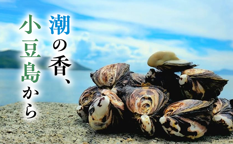 【 小豆島 】小豆島産 シマビト牡蠣　生食用殻付き牡蠣　20個　牡蠣 カキ 生牡蠣 生食用 殻付き シマビト 香川県