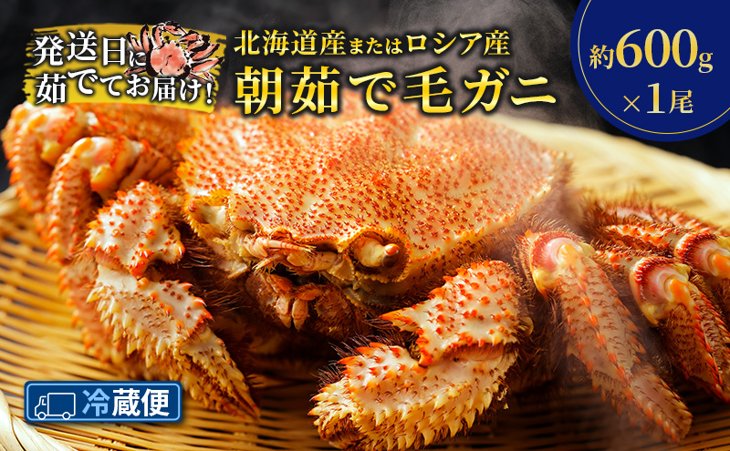 ［冷蔵便］茹でたて直送！北海道産 または ロシア産 朝茹で毛ガニ 約600g×1尾【 かに カニ 蟹 幕別町 北海道 毛蟹 毛ガニ 海鮮 魚介 海の幸 海産物 冷蔵 】