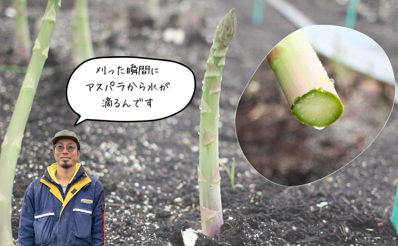 極希少 美品 クリストフル クリュニー アスパラガスサーバー 2026年4月～発送】 北海道上富良野産 グリーンアスパラガス 太くて
