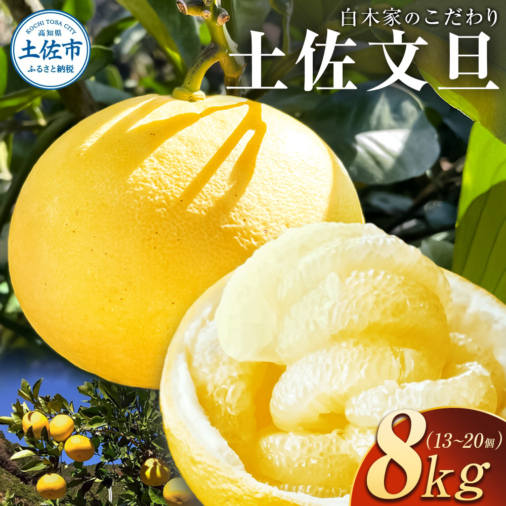 白木家のこだわり土佐文旦 露地 文旦 約8kg 13～20個入り L～3Lサイズ混合 ぶんたん ブンタン 果物 柑橘 フルーツ お取り寄せ 特産品 美味しい 高知県産 ギフト 贈答品 贈り物 常温 配送