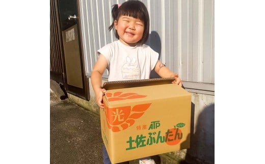 白木家のこだわり土佐文旦 露地 文旦 約8kg 13～20個入り L～3Lサイズ混合 ぶんたん ブンタン 果物 柑橘 フルーツ お取り寄せ 特産品 美味しい 高知県産 ギフト 贈答品 贈り物 常温 配送