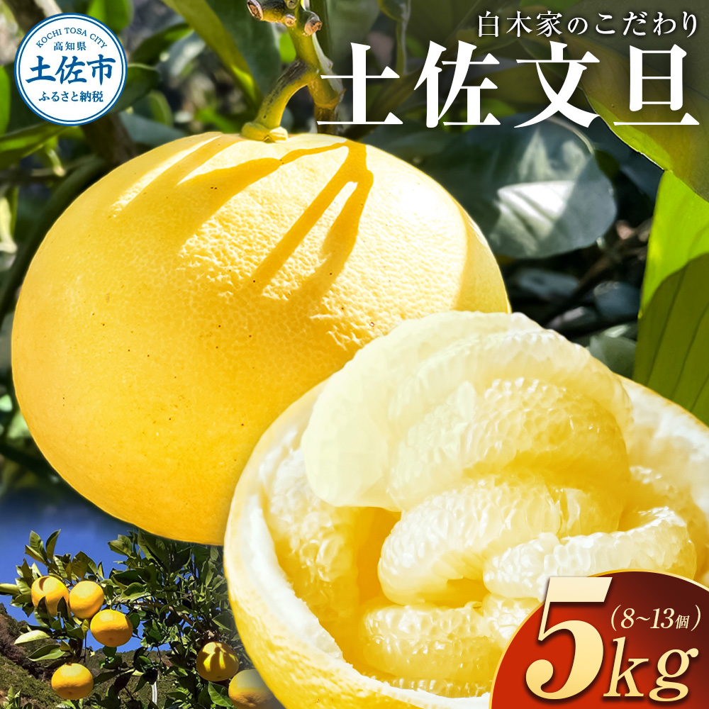 白木家のこだわり土佐文旦 露地 文旦 約5kg 8～13個入り L～3Lサイズ混合 ぶんたん ブンタン 果物 柑橘 フルーツ お取り寄せ 特産品 美味しい 高知県産 ギフト 贈答品 贈り物 常温 配送