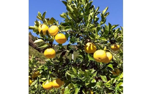 白木家のこだわり土佐文旦 露地 文旦 約5kg 8～13個入り L～3Lサイズ混合 ぶんたん ブンタン 果物 柑橘 フルーツ お取り寄せ 特産品 美味しい 高知県産 ギフト 贈答品 贈り物 常温 配送