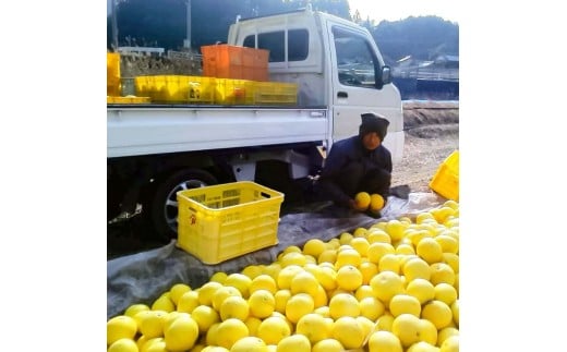 白木家のこだわり土佐文旦 露地 文旦 約5kg 8～13個入り L～3Lサイズ混合 ぶんたん ブンタン 果物 柑橘 フルーツ お取り寄せ 特産品 美味しい 高知県産 ギフト 贈答品 贈り物 常温 配送