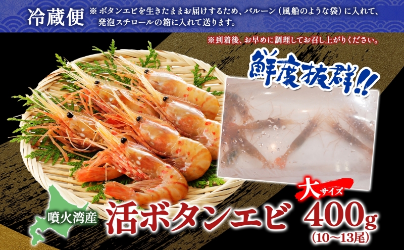 北海道 噴火湾産 活ボタンエビ 大サイズ 400g 10～13尾 2026年3月15日頃より順次出荷 ボタンエビ エビ えび 海老 北海道産 旬 ぼたんえび 新鮮 刺身 牡丹海老 海鮮 魚介 甲殻類 味噌汁 鍋 海鮮丼 冷蔵 洞爺湖町