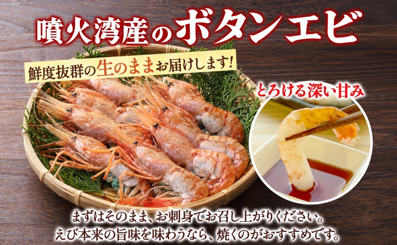 北海道 噴火湾産 活ボタンエビ 大サイズ 400g 10～13尾 2026年3月15日頃より順次出荷 ボタンエビ エビ えび 海老 北海道産 旬 ぼたんえび 新鮮 刺身 牡丹海老 海鮮 魚介 甲殻類 味噌汁 鍋 海鮮丼 冷蔵 洞爺湖町