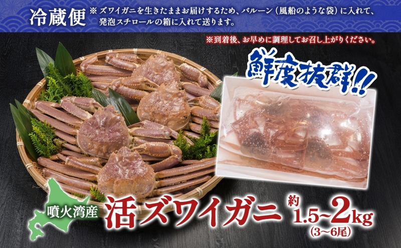北海道 噴火湾産 活ズワイガニ 約1.5～2kg（3～6尾）2026年3月1日～4月末頃まで発送 北海道産 旬 新鮮 ずわいがに ズワイガニ かに カニ 蟹 カニ味噌 天然 噴火湾 産地直送 お取り寄せ 贈答 冷蔵 洞爺湖町