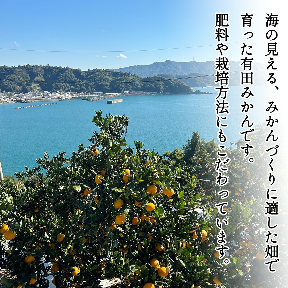 DZ6233_特選 有田みかん 和歌山 S～Lサイズ 大きさお任せ 約3kg