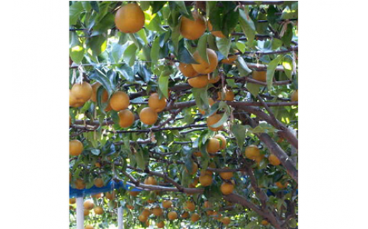 【秋の美味】和歌山の樹上成熟梨 約2kg