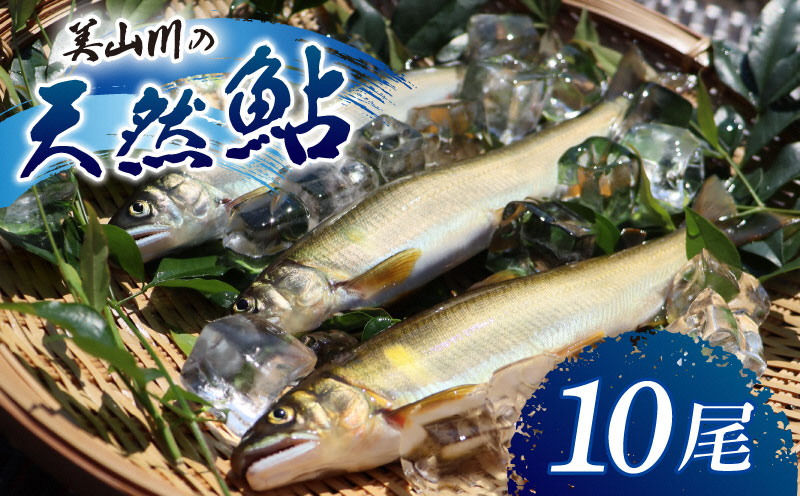 冷凍 美山川の天然鮎 10匹 | 魚 さかな 天然 鮎 川魚 料理 京都 南丹市