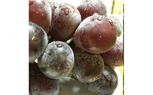 【夏秋の美味】フルーツ王国和歌山の"濃厚"種無しピオーネ 約1.2kg