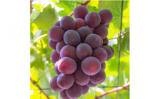 【夏秋の美味】フルーツ王国和歌山の"濃厚"種無しピオーネ 約2.5kg