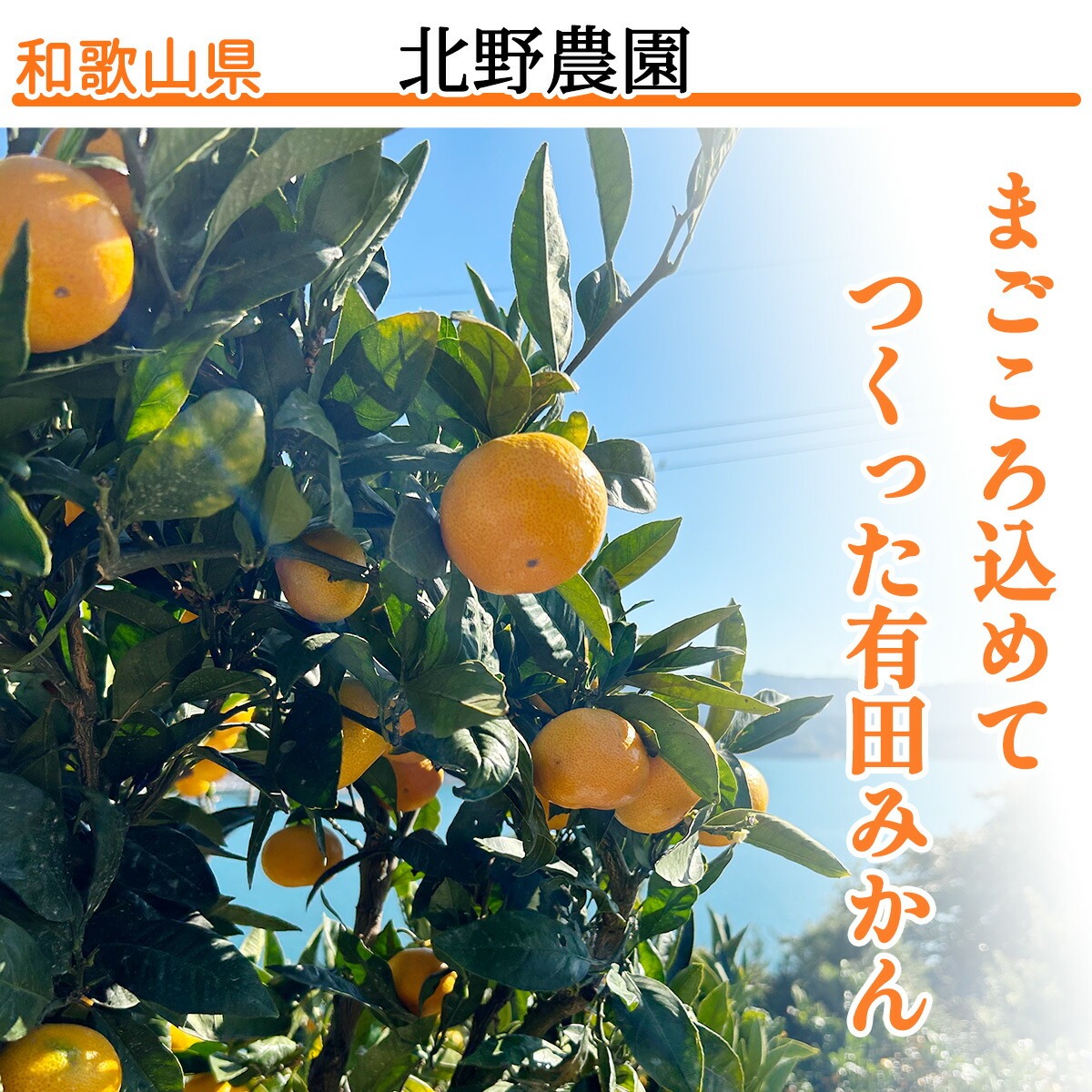 10キロ　超メルカリ市週末限定SALE！有田みかん　由良早生　特選訳あり 有田みかん 訳あり 農家直送 10kg 和歌山 取り寄せ 家庭用 | みかんの