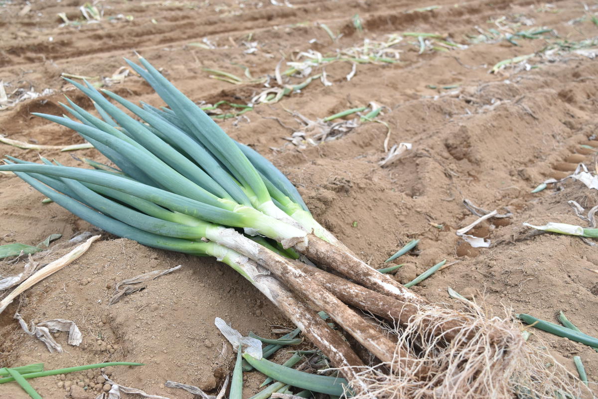 山梨県甲斐市産 原田さんちのこだわり長ネギ 約1kg【長ネギ ねぎ