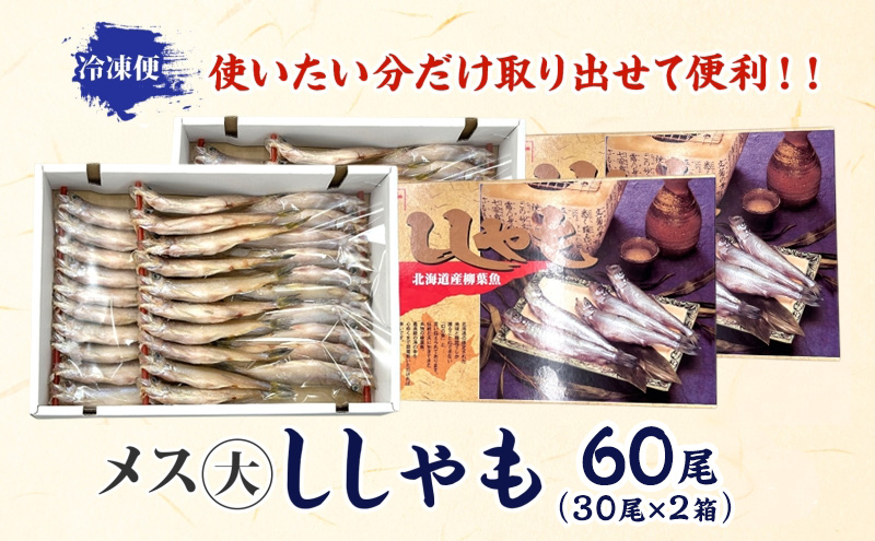北海道産 ししゃもメス 大60尾(30尾×2箱) 北海道 稀少 魚 シシャモ メス おつまみ 魚貝類 海鮮 干物 本物 人気 希少 塩 味付け 脂のり 旨み 美味しい 大きい グルメ 惣菜 酒の肴 国産 北海道 赤平市