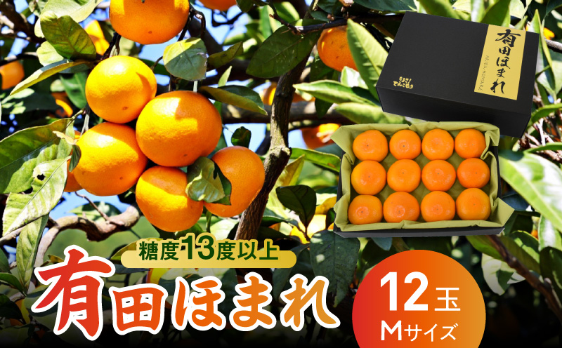 U6309_高糖度13度以上 有田ほまれ  Мサイズ 12玉 /和歌山県有田みかん/ありだ みかん