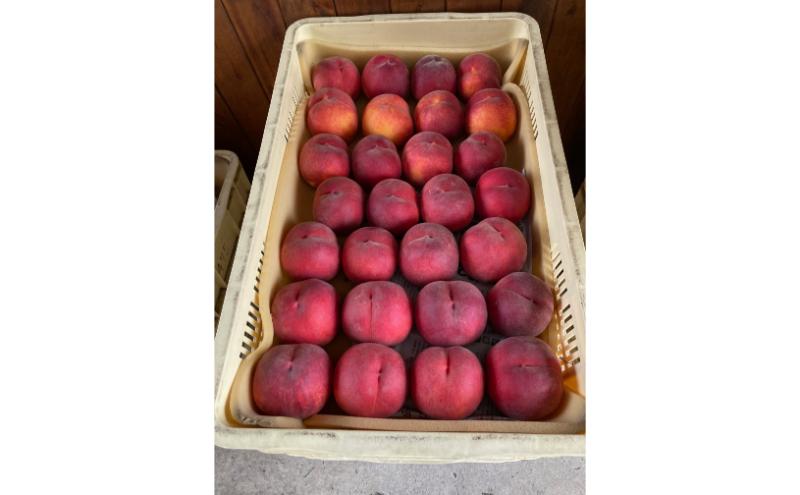 品種おまかせ（白鳳、あかつき、なつっこなど）秀品 約3kg 6～11玉 桃 もも 果物 信州 長野