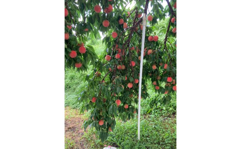 品種おまかせ（白鳳、あかつき、なつっこなど）秀品 約3kg 6～11玉 桃 もも 果物 信州 長野