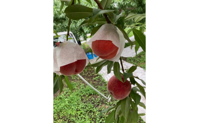 品種おまかせ（白鳳、あかつき、なつっこなど）秀品 約3kg 6～11玉 桃 もも 果物 信州 長野