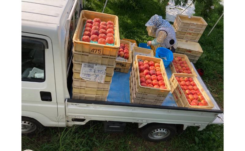 品種おまかせ（白鳳、あかつき、なつっこなど）秀品 約3kg 6～11玉 桃 もも 果物 信州 長野