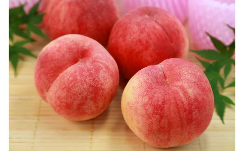 川中島白桃 秀品 約3kg 6～11玉 桃 もも 果物 信州 長野