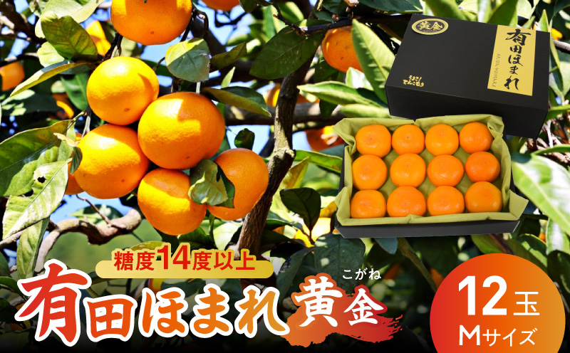 U6310_ 高糖度14度以上 有田ほまれ 黄金(こがね)  Мサイズ 12玉 /和歌山県有田みかん/ありだ みかん