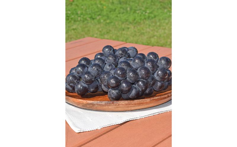 種無し巨峰 訳あり家庭用 約2kg 4～6房 ぶどう 葡萄 巨峰 果物 信州 長野