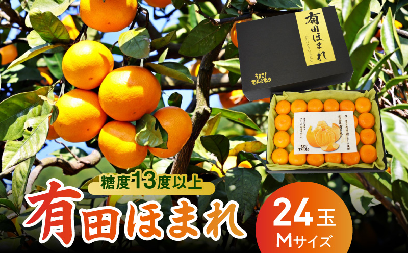 U6311_高糖度13度以上 有田ほまれ Мサイズ 24玉 /和歌山県有田みかん/ありだ みかん