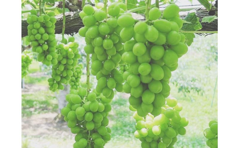 シャインマスカット 訳あり家庭用 約2kg 4～6房 マスカット ぶどう 果物 信州 長野