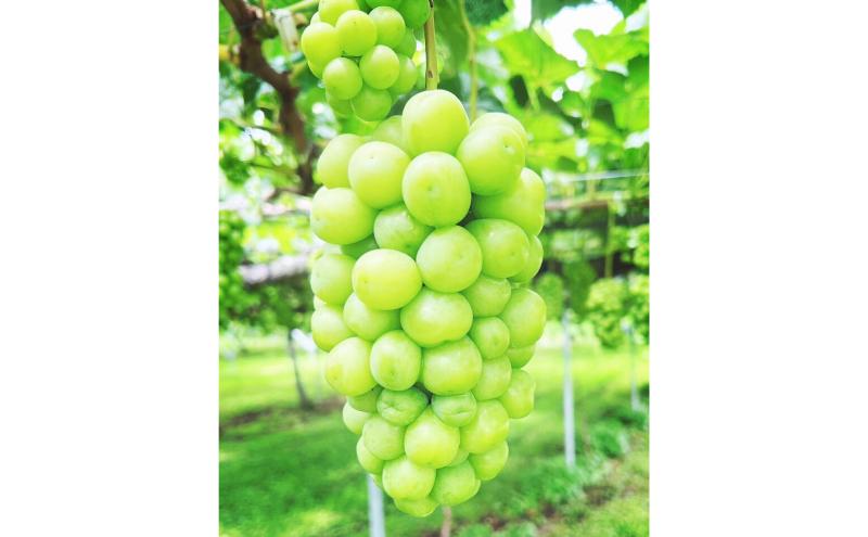 シャインマスカット 訳あり家庭用 約2kg 4～6房 マスカット ぶどう 果物 信州 長野