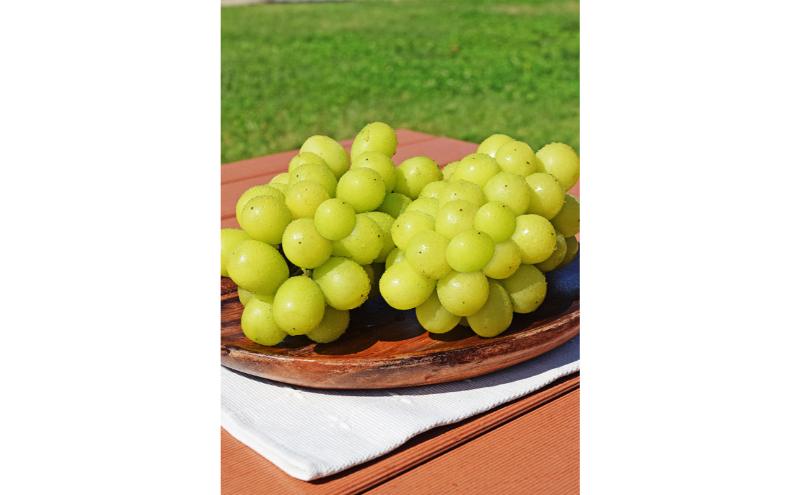 シャインマスカット 訳あり家庭用 約2kg 4～6房 マスカット ぶどう 果物 信州 長野