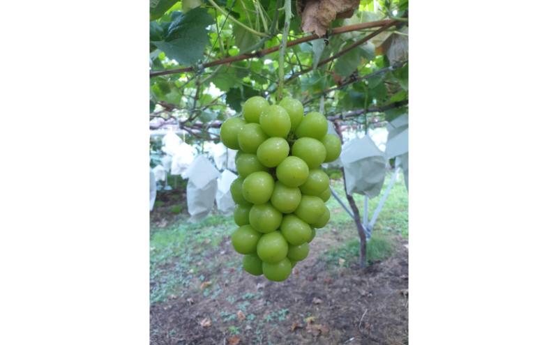 シャインマスカット 訳あり家庭用 約2kg 4～6房 マスカット ぶどう 果物 信州 長野