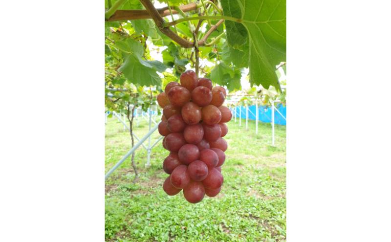 クイーンルージュ 訳あり家庭用 約2kg4～6房 ぶどう 葡萄 果物 信州 長野